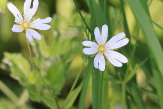 Two greater stitchwort flowers amongst grass blades